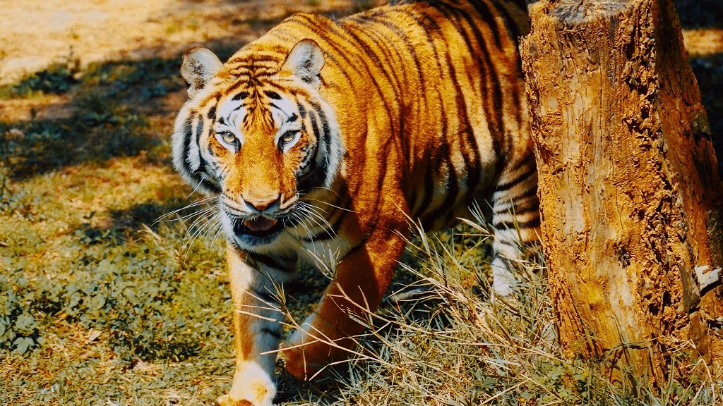 四大超商與外送員全入列-穿制服享門票優惠價599元