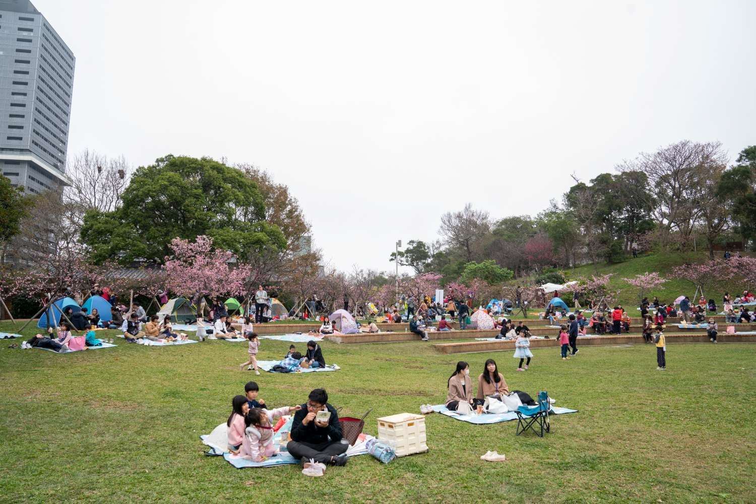 新竹公園櫻花季粉色魅力大爆發-單日吸引近4萬遊客瘋賞櫻