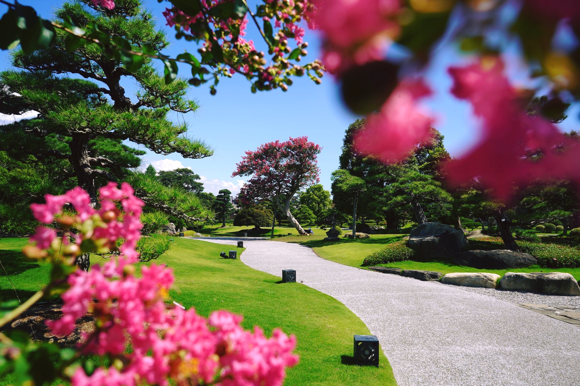 成美文化園跳jisoo「開花舞」-紫薇花季免費無限次暢遊