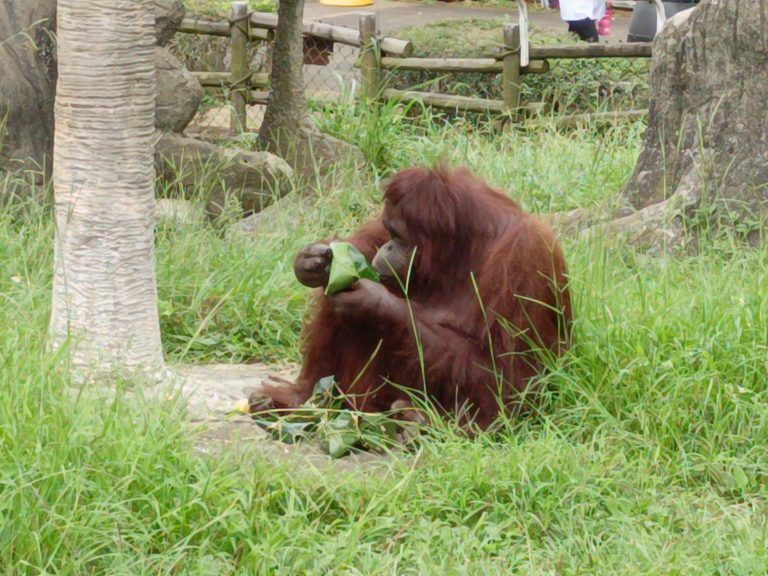 水樂園開幕首周湧入大量人潮!「超凶比基尼」免費暢玩殺很大
