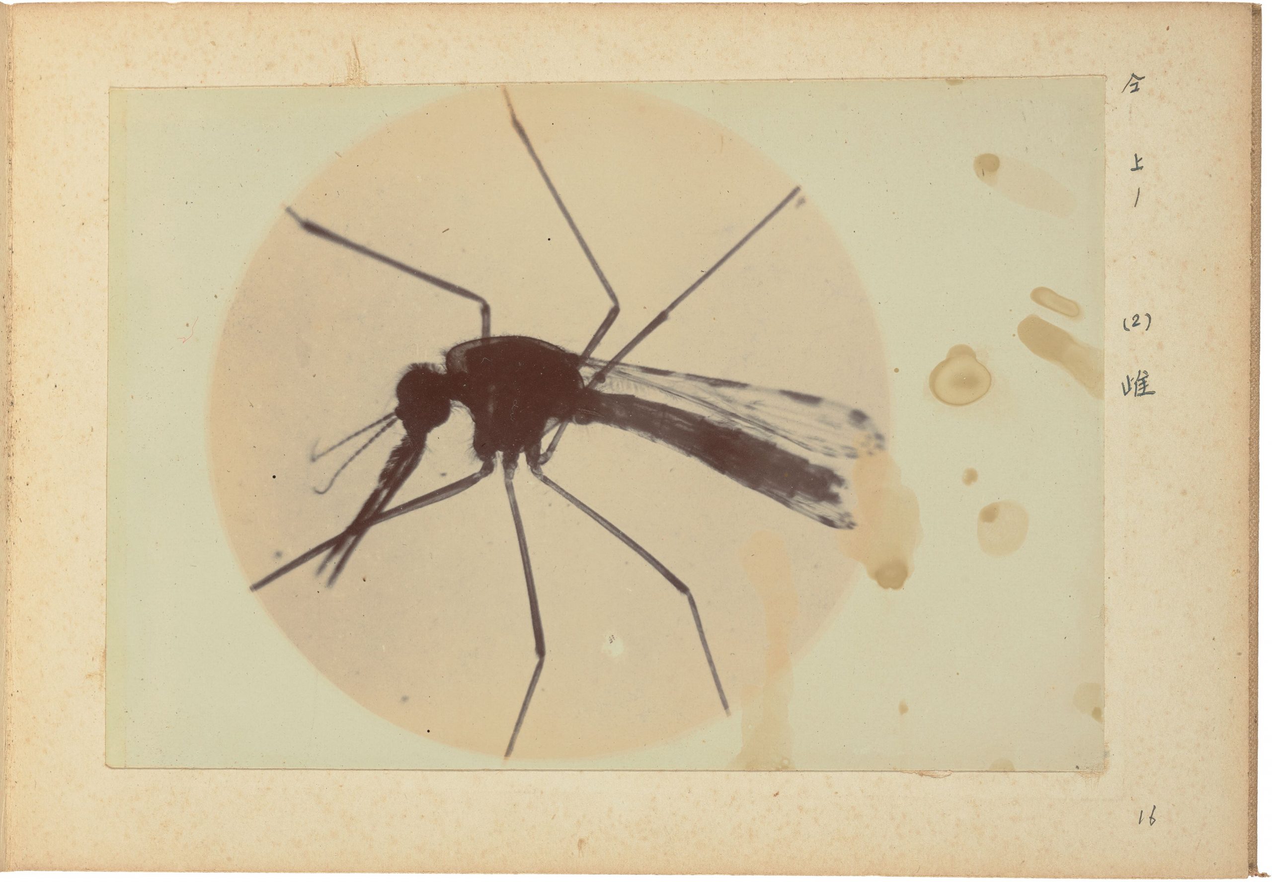 夏日滅孓‧蚊風色變國-家攝影文化中心推出日治時期病媒蚊顯微攝影寫真帖線上展