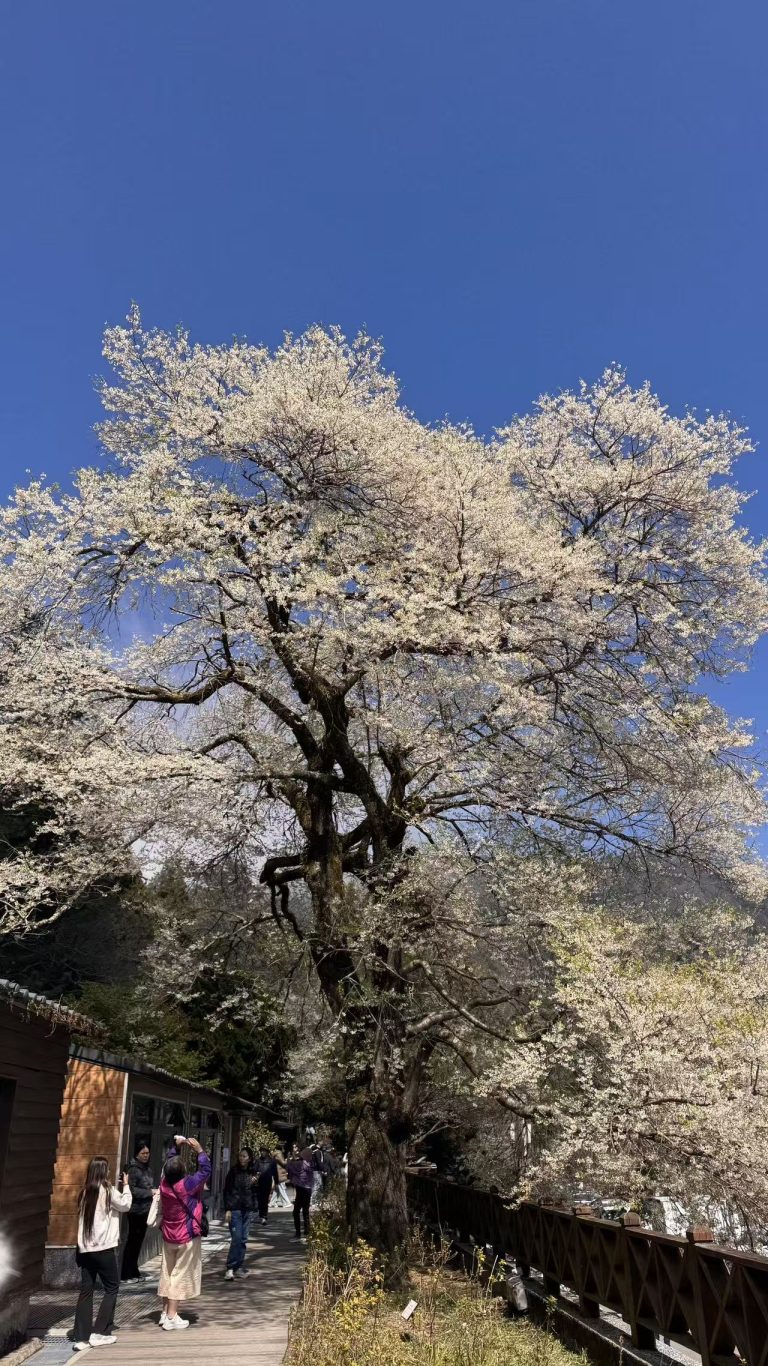 北台灣最大霧社櫻盛開　「霧社櫻王」盡現王者風範